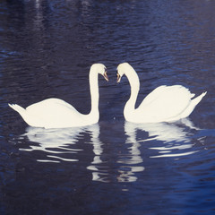 Pareja de cisnes
