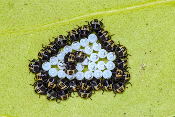Brown marmorated stink bug nymphs (Halyomorpha halts) just hatched from their eggs (white, in...