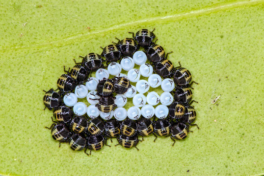 Brown marmorated stink bug nymphs (Halyomorpha halts) just hatched from their eggs (white, in center). This true bug is native to east Asia but has become a noxious invasive pest in North America.