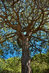 Tree branches seen from below