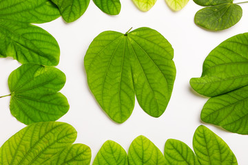 Dussehra greeting card using apta / Bauhinia racemosa