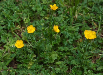 Bulbous buttercup (Ranunculus bulbosus) in central Virginia
