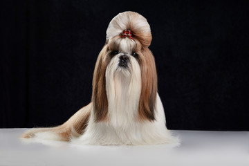 Shih Tzu con pelo recogido en un moño