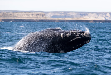 Southern Right Whale jumping off the coast of Peninsula Valdes. Puerto Madryn, Argentina.