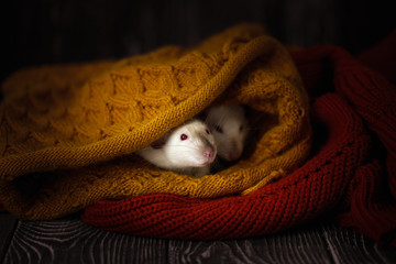 two white rats in a warm autumn sweater on a dark