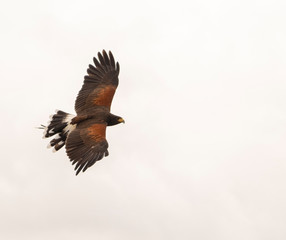 Bird of prey 