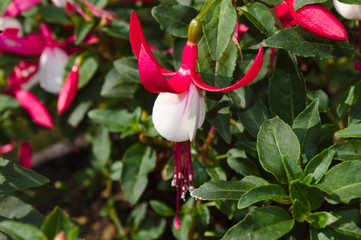 Fuchsien