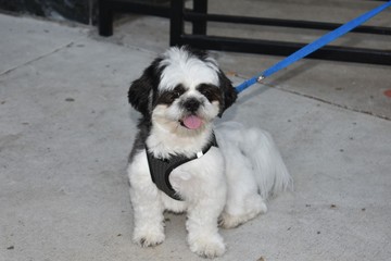 A shih tzu dog on a leash