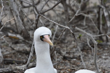 Galapagos Birds - Galapagos Nazca Booby