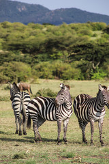 Fototapeta na wymiar Cebras en la sabana africana
