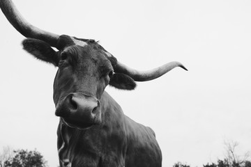Texas longhorn cow close up in black and white looking at camera for farm animal portrait.