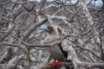 Galapagos Birds - Galapagos Red footed Booby