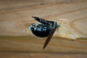 A female carpenter bee (Xylocopa sp.) chewing into underside of table to excavate tunnel for laying...