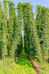 Hopplants growing in Hallertau, Holledau, Bavaria