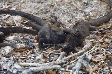 Obraz premium Galapagos Cruises - Galapagos Land Iguana Genovesa