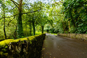 Road in the forest horizontal
