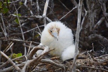 Galapagos Birds -Galapagos baby booby