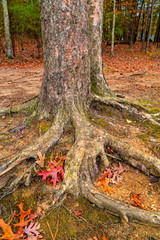 Tree roots exposed