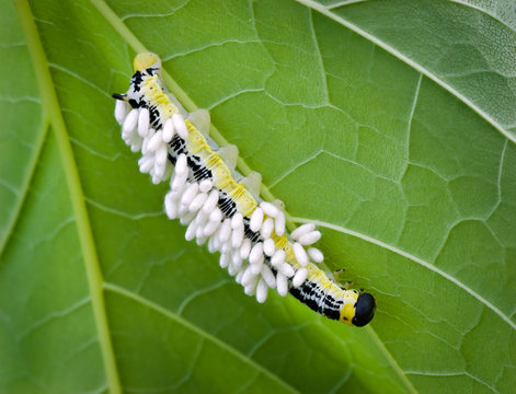 Caterpillar (larva) of catalpa sphinx moth (Ceratomia catalpae) on leaf of catalpa tree (Catalpa scopoli) and covered with the coccoons of a Braconid parasitic wasp (Apanteles congregatus).