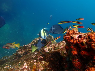 Galapagos Snorkeling - Galapagos Fish