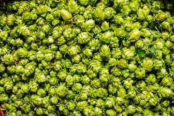 Green fresh hop cones for making beer,  close up