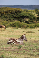 Cebra tumbada en el Masai Mara