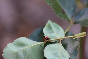Coccinelle