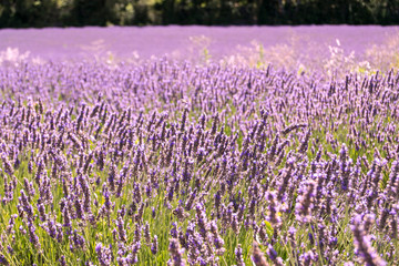 Lavender fields in the French Provence
