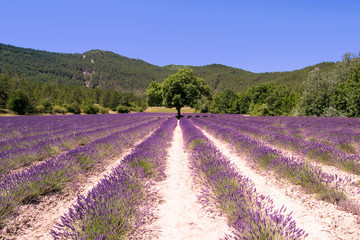 Fototapeta na wymiar Lavender fields in the French Provence