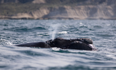 Southern Right Whale in Peninsula Valdes. Puerto Madryn, Argentina.