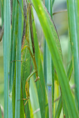 Chinese mantid (Tenodera ardifolia) hiding among bluestem grass stalks, displaying its near-perfect camouflage. Mantis remains still, waiting for  prey to come within reach of its grasping front legs.