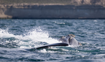 Southern Right Whale in Peninsula Valdes. Puerto Madryn, Argentina.