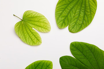 Dussehra greeting card using apta / Bauhinia racemosa