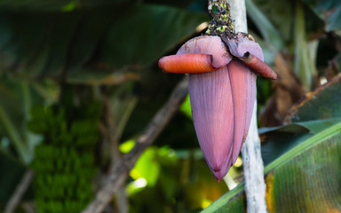 Banana Flower In La Palma, Spain