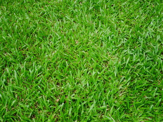 background of green grass