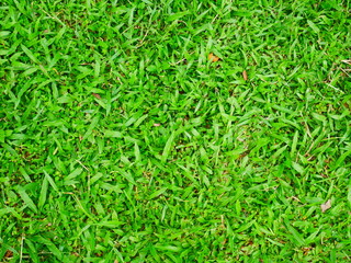 green grass background
