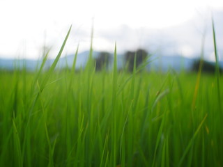 green grass and blue sky