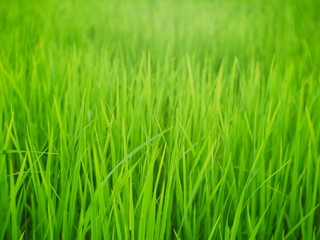 Fototapeta na wymiar green grass with water drops of dew