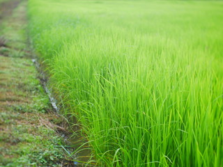 green grass in the field