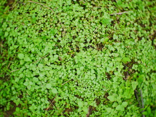 blurred green leaves background