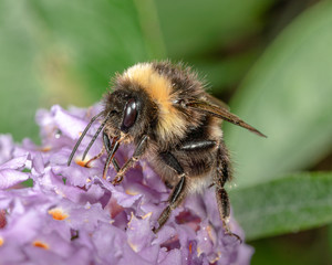 Common carder bumblebee (Bombus pascuorum)