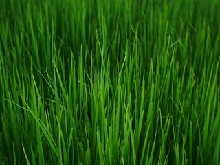 Fototapeta na wymiar organic rice field background, green plant outdoor nature