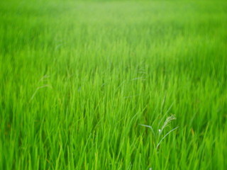 organic rice field background, green plant outdoor nature