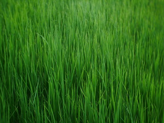 organic rice field background, green plant outdoor nature