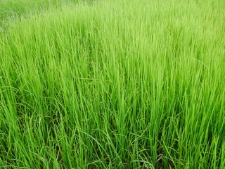 Obraz premium organic rice field background, green plant outdoor nature