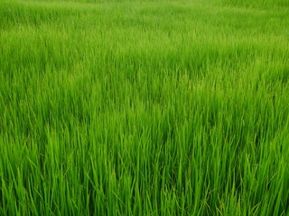 organic rice field background, green plant outdoor nature