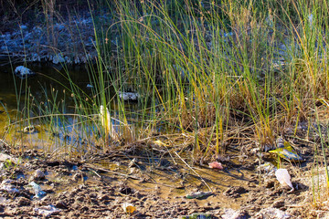 stream in the forest