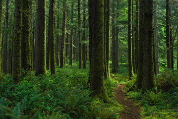 Cooks Ridge Trail at Cape Perpetua, Oregon, through stand of Sitka spruce, western hemlock, and other trees.