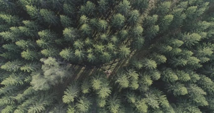 An aerial view of treetops of spruce trees in a Finnish forest in the summer.
