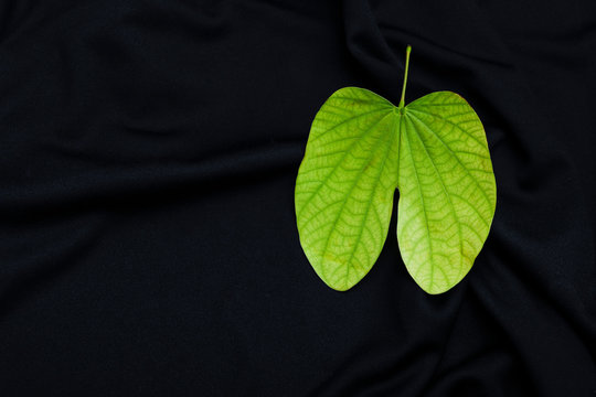 Dussehra greeting card using apta / Bauhinia racemosa
